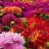 San Francisco Flower Market image