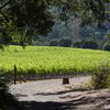Sonoma Valley Vintners and Growers Alliance image
