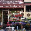 The French Tulip image