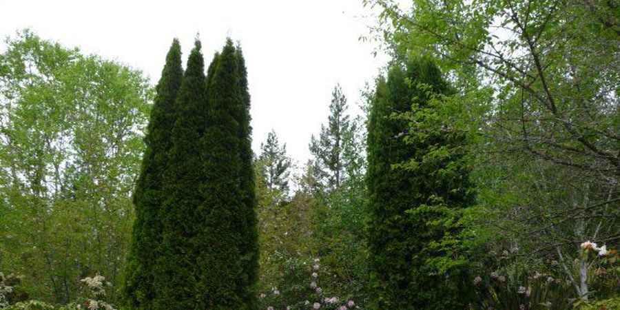 Tour A Scotts Valley Nursery At Bay Laurel In San Francisco Tour A Scotts Valley Nursery At Bay Laurel In San Francisco Tickets March 31 2018 Sfstation