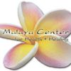 Malaya Center for Health & Healing image
