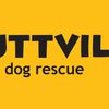 Muttville Senior Dog Rescue image