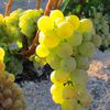 Retzlaff Vineyards and Estate Winery image